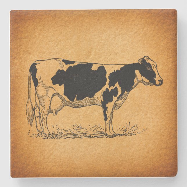 Antique Holstein Cow Farm Animal Illustration Stenunderlägg (Framsidan)