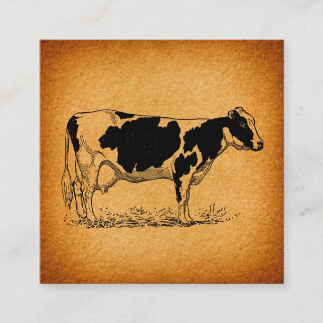 Antique Holstein Cow Farm Animal Illustration Tilläggskort (Framsida)