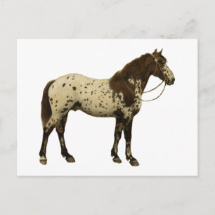 Antique Horses - Appaloosa Vykort