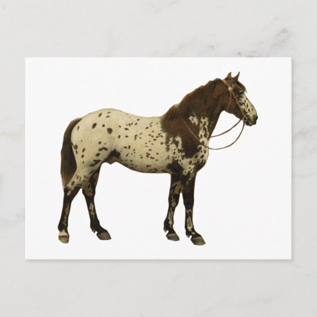 Antique Horses - Appaloosa Vykort (Framsida)