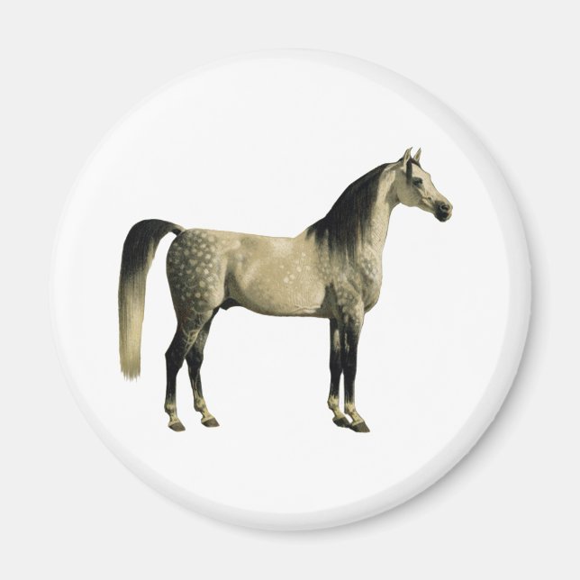 Antique Horses - Arabian Magnet (Framsidan)