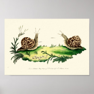 Antique Illustration of Garden Snigel Poster