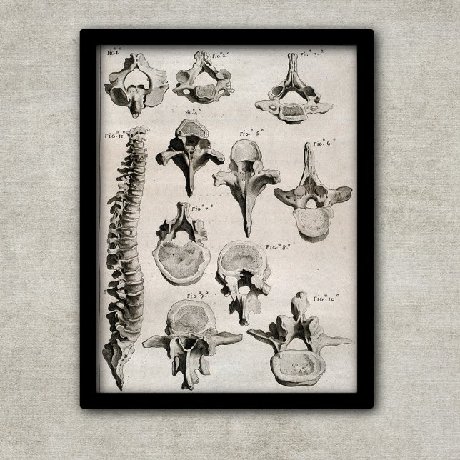 Antique Illustration of Spine, Vertebral Column Poster (Skapare uppladdad)