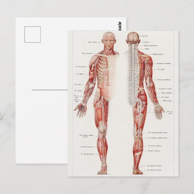 Antique Illustration of the Human Nervous System Vykort (Fram/baksida)