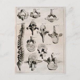 Antique Illustration of the Spine Vykort