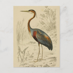 Antique Lila Heron Travies Edouard Skriv ut Helg Vykort