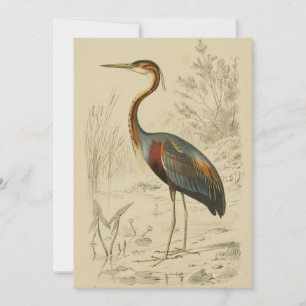 Antique Lila Heron Travies Edouard Skriv ut Julkort