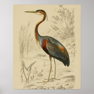Antique Lila Heron Travies Edouard Skriv ut Poster