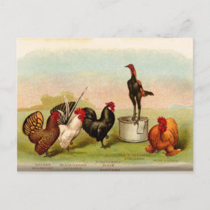 Antique Louis P. Graham Bantams Poultry Vykort