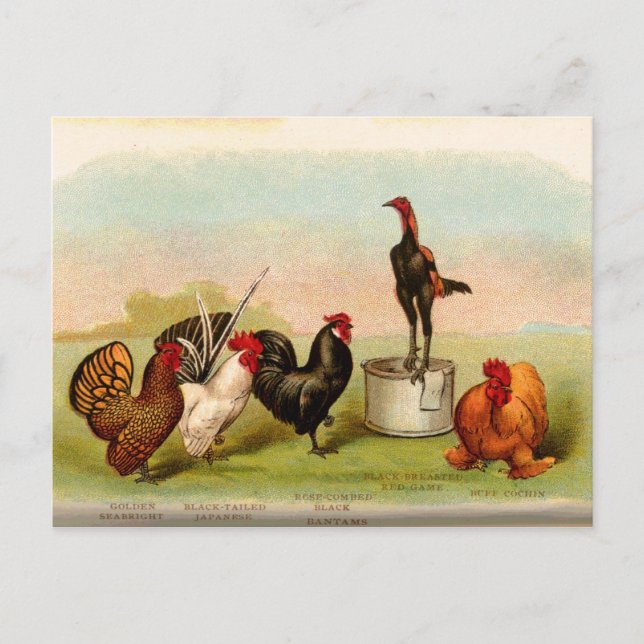 Antique Louis P. Graham Bantams Poultry Vykort (Framsida)