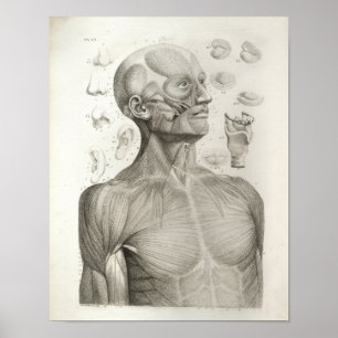 Antique Medical Anatomy Print Muscles Head Neck Poster