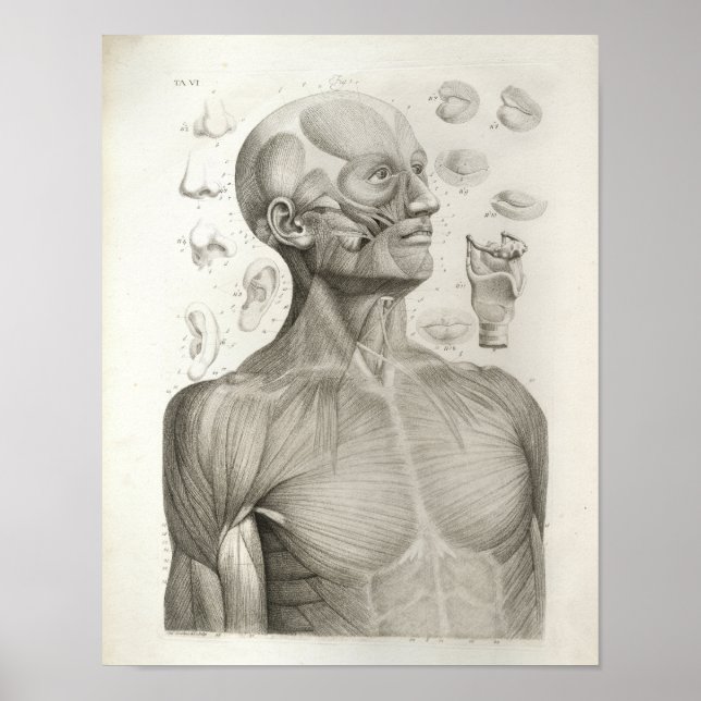 Antique Medical Anatomy Print Muscles Head Neck Poster (Framsidan)