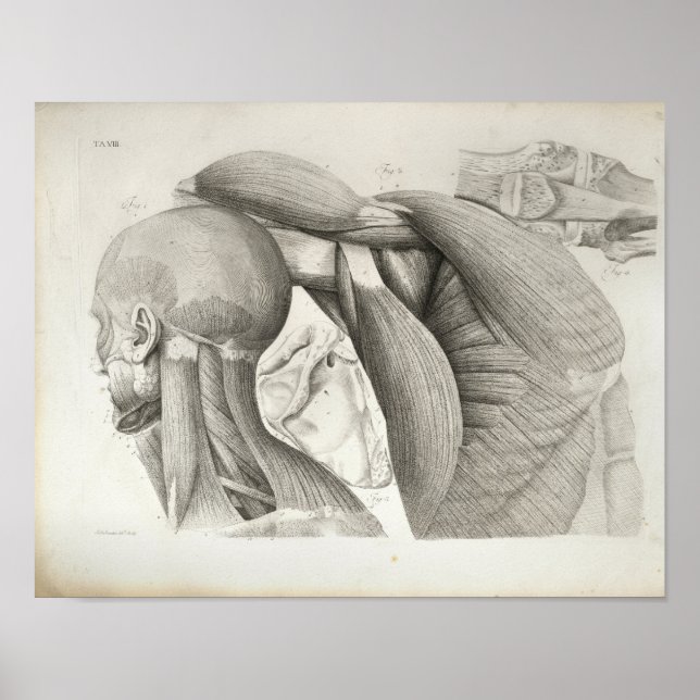 Antique Nacke Shoulder Muscles Medical Print Poster (Framsidan)