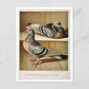 Antique pigeon litho engrating Coburger Vykort