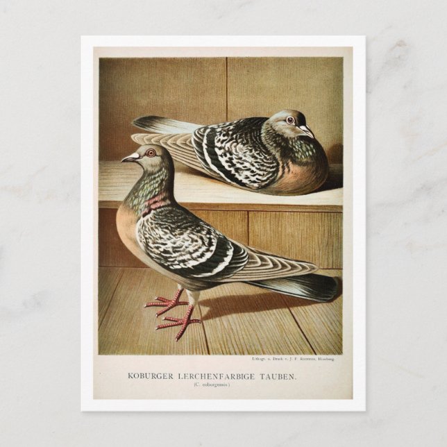 Antique pigeon litho engrating Coburger Vykort (Framsida)