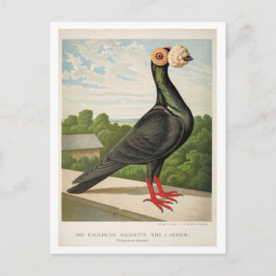 Antique pigeon litho engring the Carrier Vykort