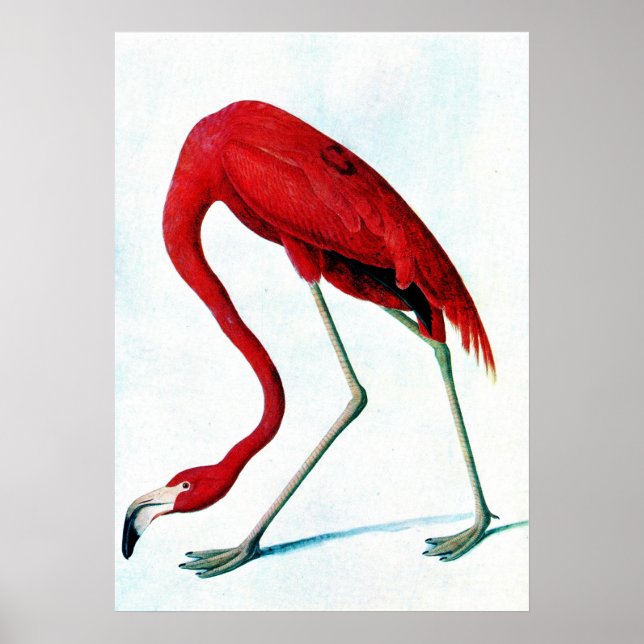 Antique plate American Red flamingo Audubon Poster (Framsidan)