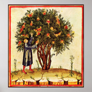 ANTIQUE POMEGRANATE TRÄD POSTER
