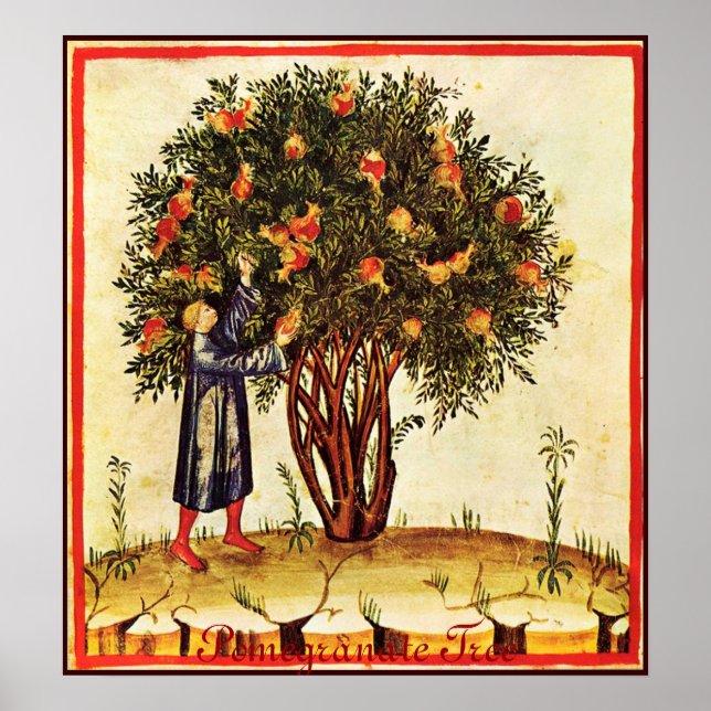 ANTIQUE POMEGRANATE TRÄD POSTER (Framsidan)