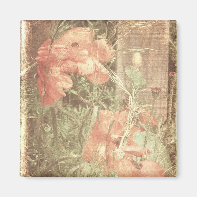 Antique Poppies Magnet (Framsidan)