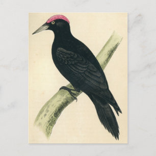 Antique Print of a Black Woodpecker Vykort