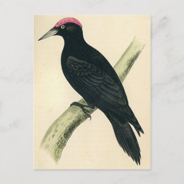 Antique Print of a Black Woodpecker Vykort (Framsida)