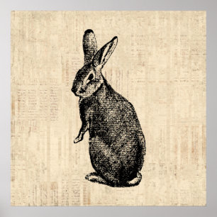 Antique Rabbit Illustration Bunny Art med skript Poster