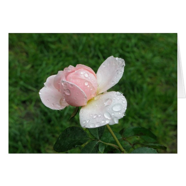 Antique Ro 3 Hälsningskort (Framsidan Horizontal)