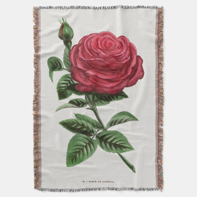 Antique Rose Lithograph, François-Frédéric Grobon Filt (Framsidan Vertikal)
