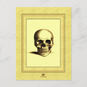 Antique Skull Vykort