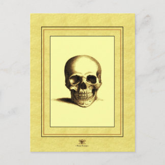 Antique Skull Vykort