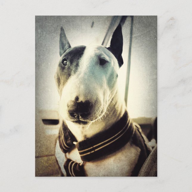 Antique stil Bull Terrier Photo Postcard Vykort (Framsida)