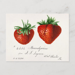 Antique Strawbär Griscom Passmor Vykort