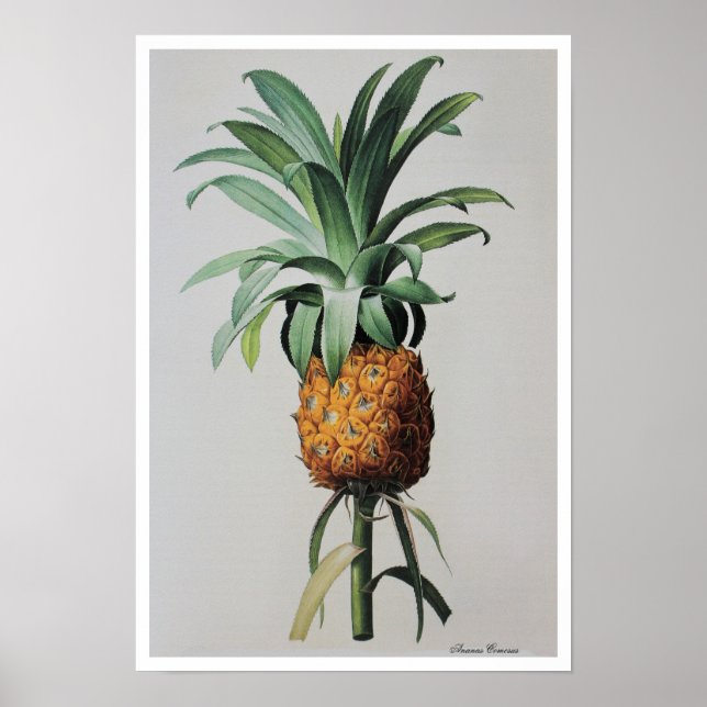 Antique Teckning Ananas Comosus Poster (Framsidan)