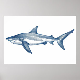 Antique teckning of Underbar White Shark Poster