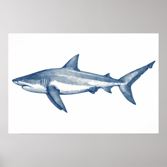 Antique teckning of Underbar White Shark Poster (Framsidan)