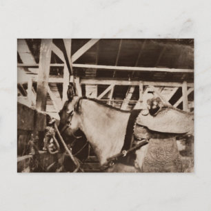 Antique Tittar Horse Photo Vykort
