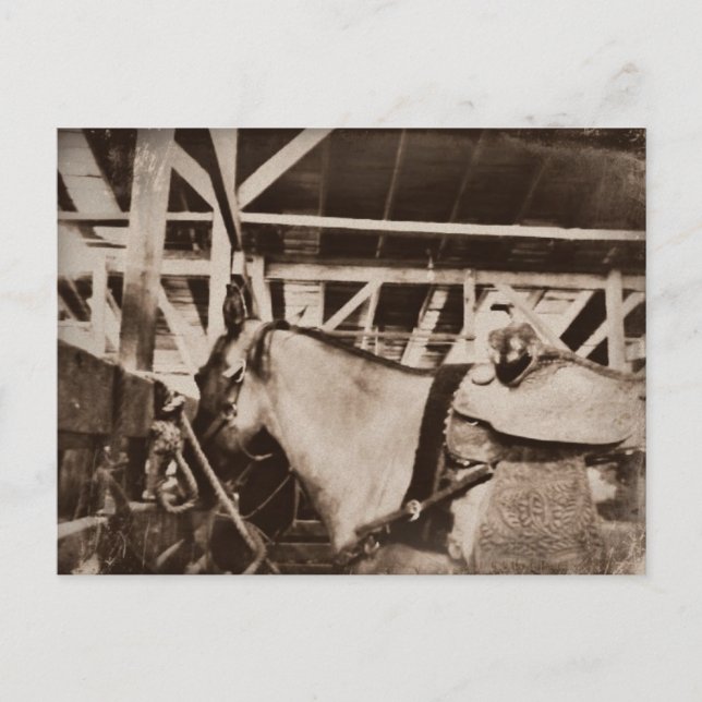 Antique Tittar Horse Photo Vykort (Framsida)