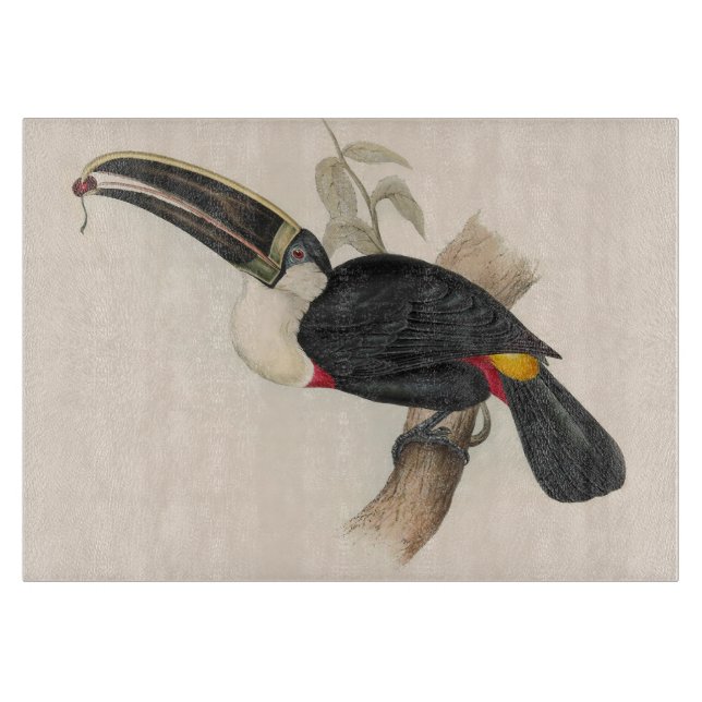 Antique Toucan Bird Wildlife Painting (Framsidan)