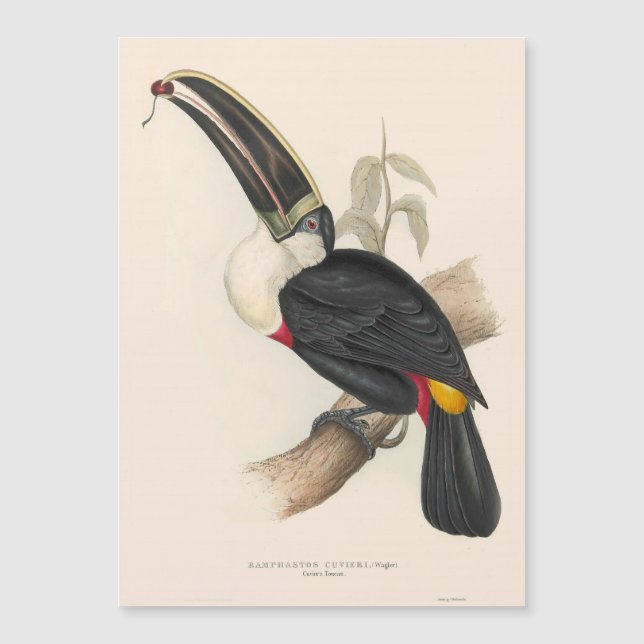 Antique Toucan Bird Wildlife Painting (Framsida)