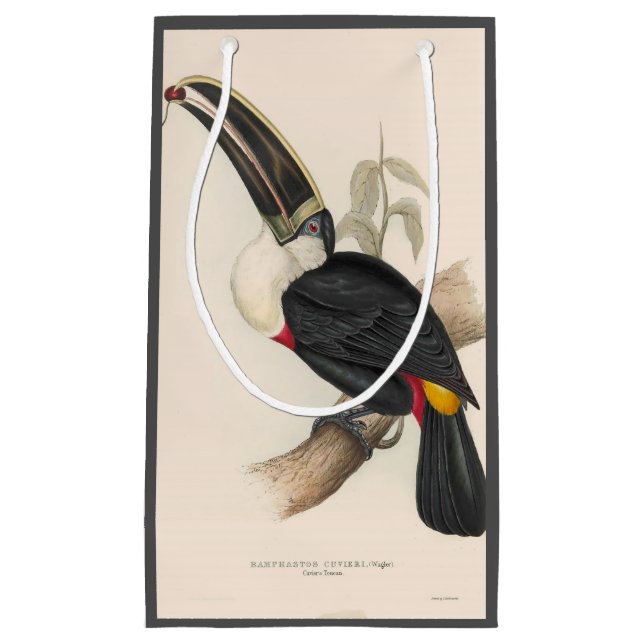 Antique Toucan Bird Wildlife Painting (Framsidan)