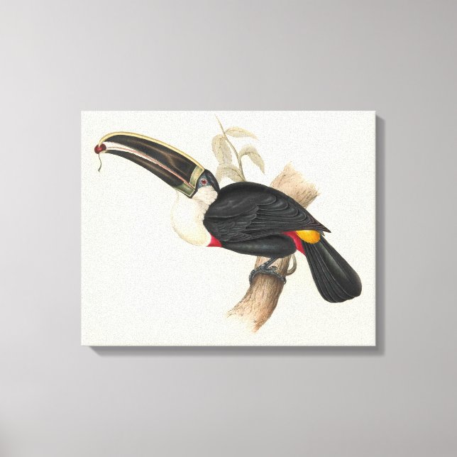 Antique Toucan Bird Wildlife Painting Canvastryck (Framsida)