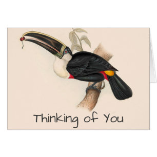 Antique Toucan Bird Wildlife Painting Hälsningskort