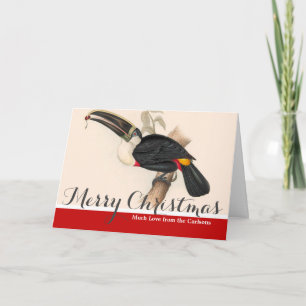 Antique Toucan Bird Wildlife Painting Helgkort