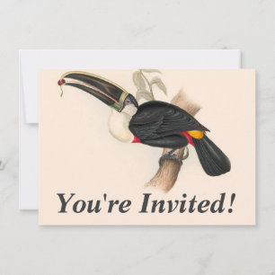 Antique Toucan Bird Wildlife Painting Inbjudningar