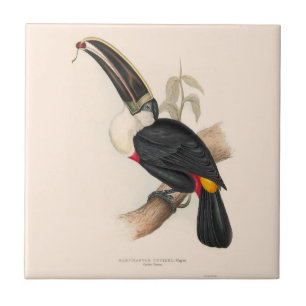 Antique Toucan Bird Wildlife Painting Kakelplatta