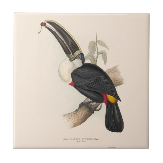 Antique Toucan Bird Wildlife Painting Kakelplatta (Framsidan)