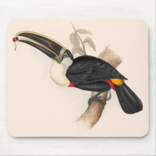 Antique Toucan Bird Wildlife Painting Musmatta