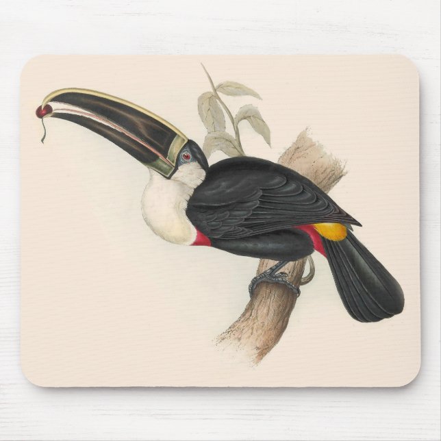 Antique Toucan Bird Wildlife Painting Musmatta (Framsidan)