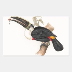 Antique Toucan Bird Wildlife Painting Rektangulärt Klistermärke